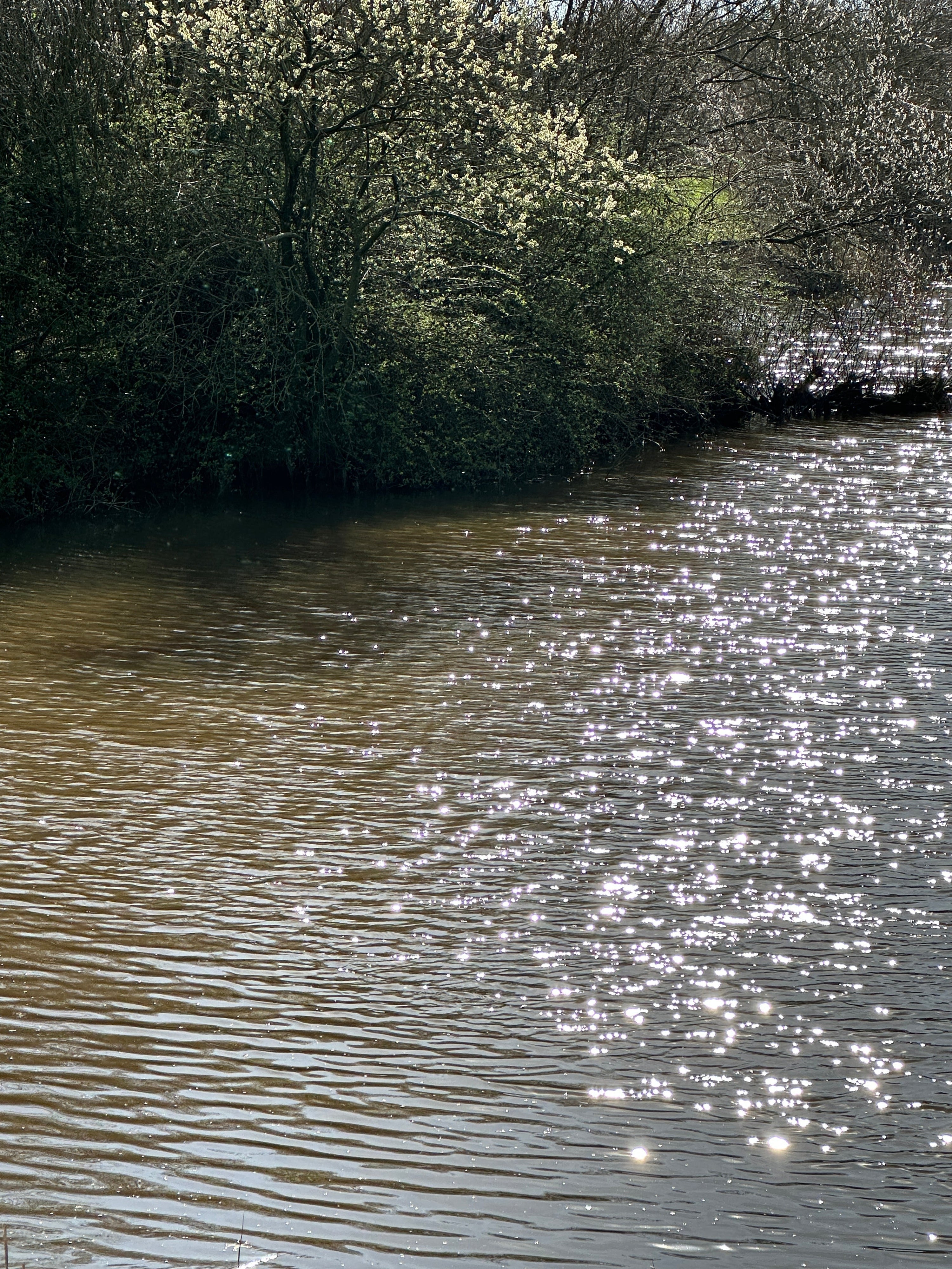 A calm stream glistens in the sunlight, curving gently past budding spring trees. A quiet visual reminder that the current knows where it’s going, if we let go of the sides.