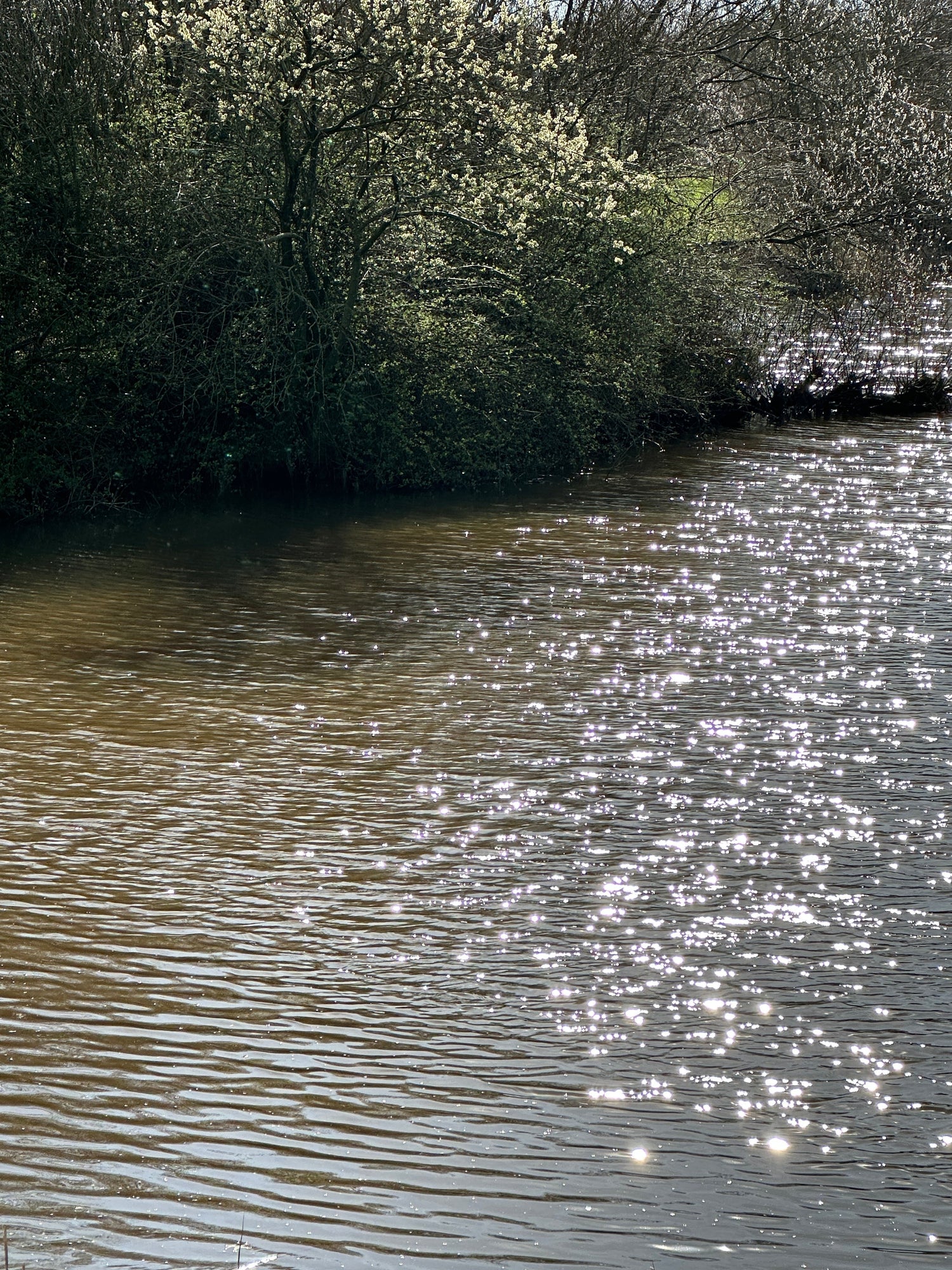 A calm stream glistens in the sunlight, curving gently past budding spring trees. A quiet visual reminder that the current knows where it’s going, if we let go of the sides.