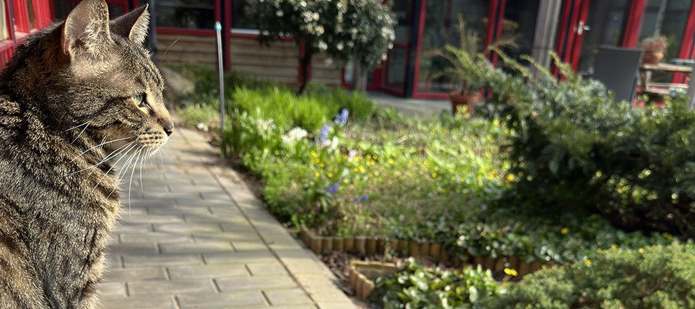 A striped tabby cat soaking up the morning sun on a garden path at Studio Madebo, a quiet invitation to pause, breathe, and enjoy the moment.